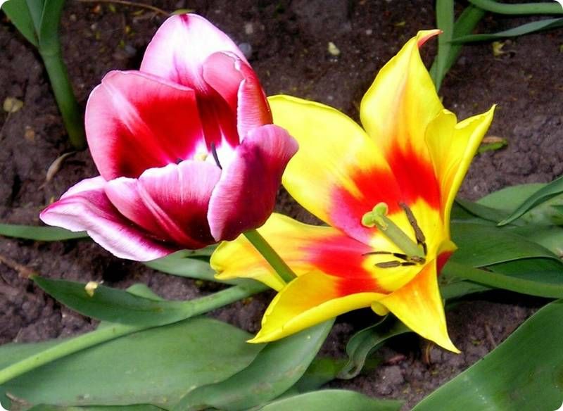 Come Immagini Il Tuo Futuro Tema Come immagini il tuo futuro?